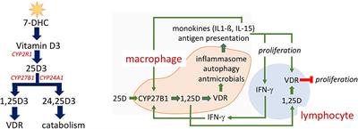 Vitamin D Binding Protein and the Biological Activity of Vitamin D